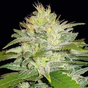 Autofiorenti da collezione