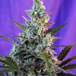 Auto Sweet Skunk  4 Semi