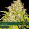 AK-49 Auto 3 Semi