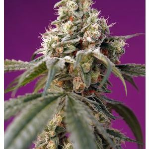 BRUCE BANNER AUTO 4 Semi