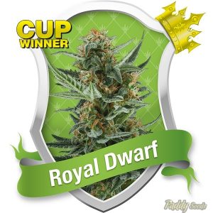 Royal Dwarf Auto