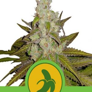 Fat Banana Automatic