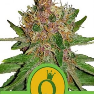 Purple Queen Automatic