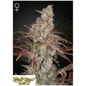 Jack’s Dream pack 5 semi Femminizzata