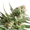 Amnesia Haze - immagine 2