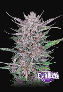 Fiori di canapa da fumare