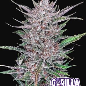 Fast Buds Gorilla Punch Auto