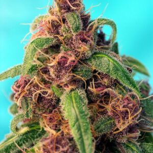 Red Mandarine F1 Fast Version®