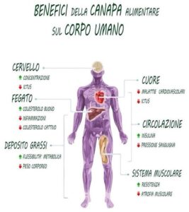 olio di canapa antidolorifico Venezia