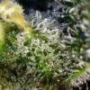 Amnesia Haze® 3+1 Sweet Seeds - immagine 2
