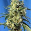 Amnesia Haze® 3+1 Sweet Seeds