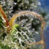 Amnesia Haze® 3+1 Sweet Seeds - immagine 3