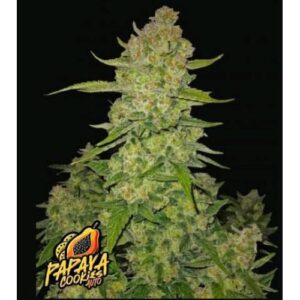 Papaya Cookies Auto™ Fast Buds 4.20