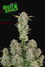 Bruce Banner Auto