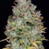 Gelato Auto Fast Buds 4.20