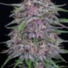 Banana Purple Punch Auto - immagine 3