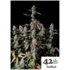 Gorilla Zkittlez Auto Fast Buds 4.20