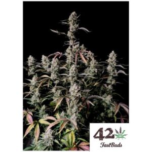 Gorilla Zkittlez Auto Fast Buds 4.20