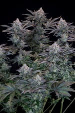 Gorilla Cookies Fast Buds 4.20