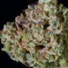 Gelato Auto Fast Buds 4.20 - immagine 2