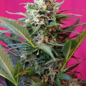 Big Devil XL Auto 3 Semi