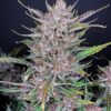 Banana Purple Punch Auto
