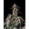 Amnesia Zkittlez Auto