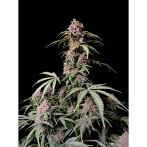 Amnesia Zkittlez Auto