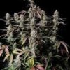 Gorilla Zkittlez Auto Fast Buds 4.20 - immagine 2