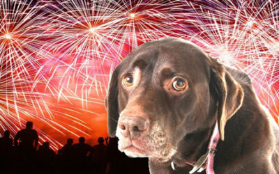 Come il CBD può aiutare i cani a superare la paura dei botti di Capodanno