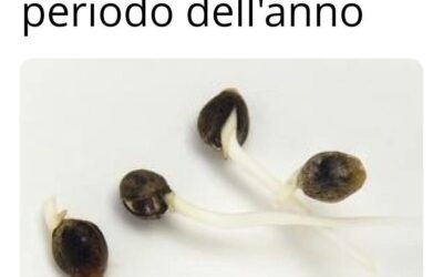 Come far Germogliare il seme di canapa