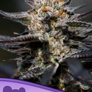 Anesia Seeds - Calypso Sunrocks - (3 semi)