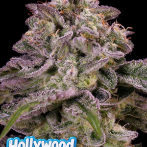 Anesia Seeds - Hollywood Rain Auto - 3semi